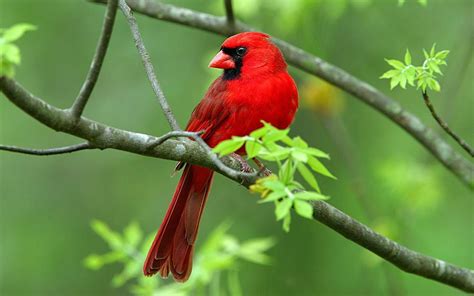 Cardinal Bird Wallpapers Wallpaper Cave