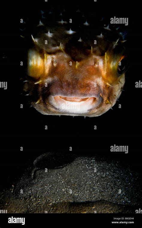 Israel Eilat Red Sea Underwater Photograph Of A White Spotted Puffer