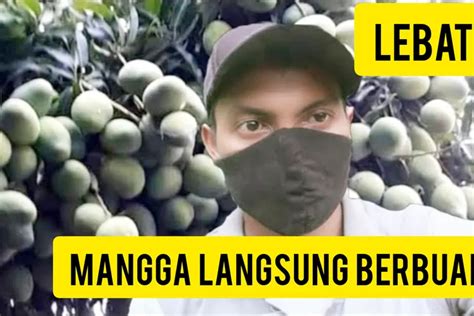 2 Teknik Rahasia Supaya Mangga Cepat Berbuah Segampang Ini Ternyata