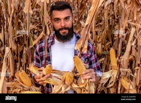 Farmer Or Agronomist Standing In The Corn Field Estimating The Yield Of