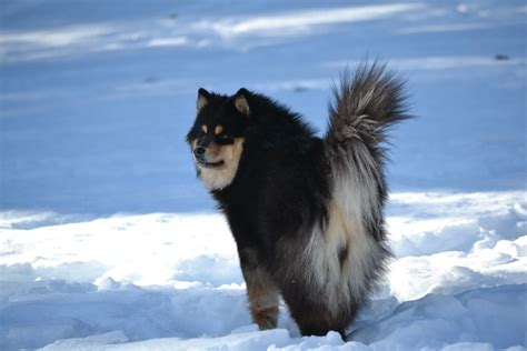 Dagolas Zeena - Asta Finnish Lapphund Lappland, Breeders, Beautiful Dogs, Doge, Hardy, Animals ...