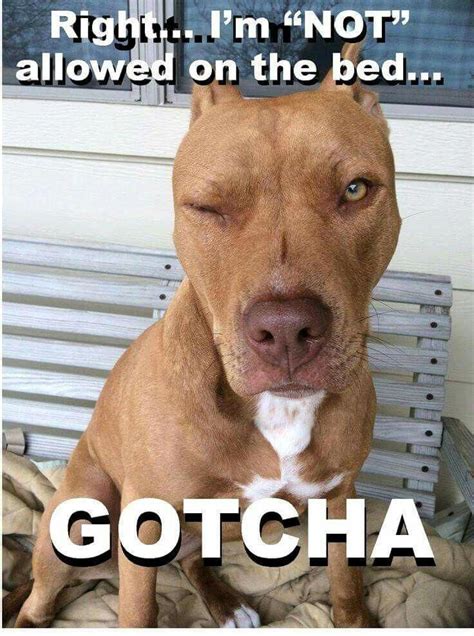 Pitbullmemes Pitbullpics Pitbull Dog Pitbull Terrier Pitbulls