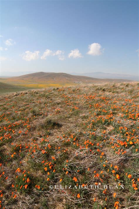 Antelope Valley Poppy Fields | Lancaster, California #nature #flowers # ...