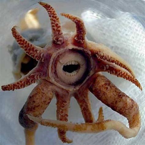 Squid With Human Teeth Deep Sea Creatures Sea Creatures Ocean Creatures