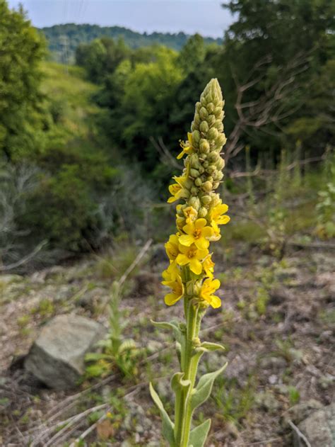 Growing And Foraging For Mullein Plus Harvesting And Preserving Tips