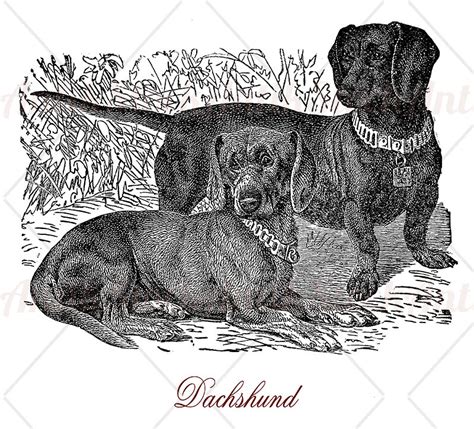 Dachshund Small And Muscular Antikstock
