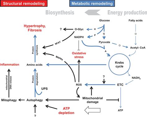 Cardiac Metabolism In Heart Failure Circulation Research