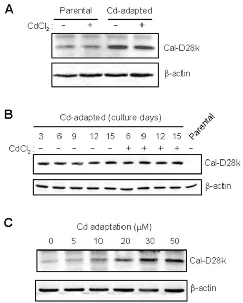 Proteome Analysis Associated With Cadmium Adaptation In U937 Cells