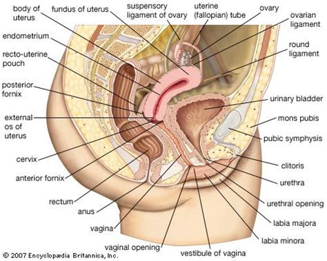 Fallopian Tube Anatomy Function Britannica