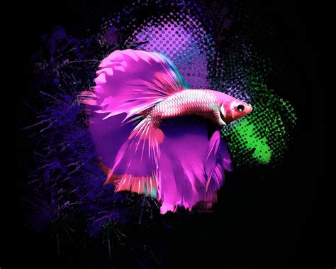 Glowing Magenta Betta Fish Abstract Portrait Digital Art By Scott