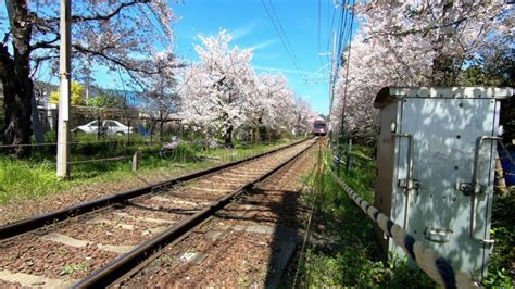 Japanese Kyoto Local Train Traveling On Rail Tracks With Flourishing