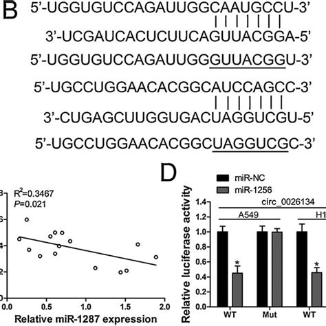 Circ 0026134 Sponges MiR 1256 And MiR 1287 A Relative MiRNA