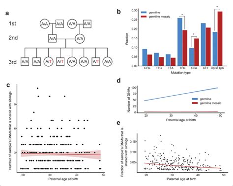 Identification Of Post Pgcs Germline Mosaicism In The Second