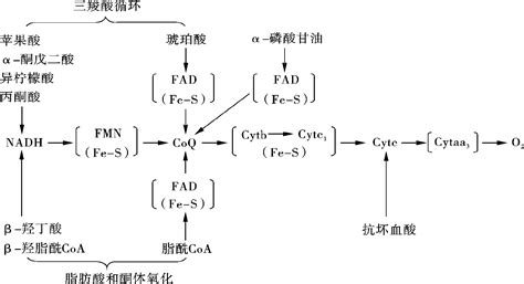 体内重要的呼吸链生物化学基础挂云帆