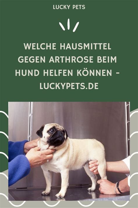 Welche Hausmittel Gegen Arthrose Beim Hund Helfen K Nnen Luckypets De