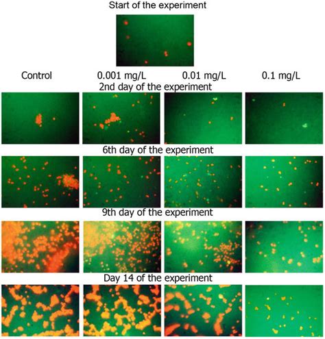 The Use Of Fluorescence Microscopy To Assess The Suppression Of The