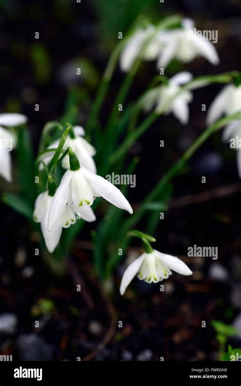 Galanthus Lady Beatrix Stanley Snowdrop White Flowers Green Markings