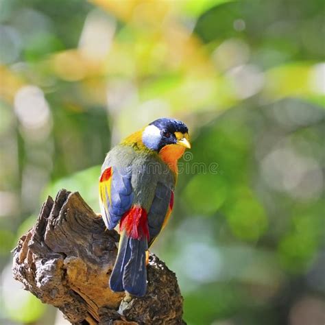 Silver Eared Mesia Stock Image Image Of Avian Argentauris 32813069