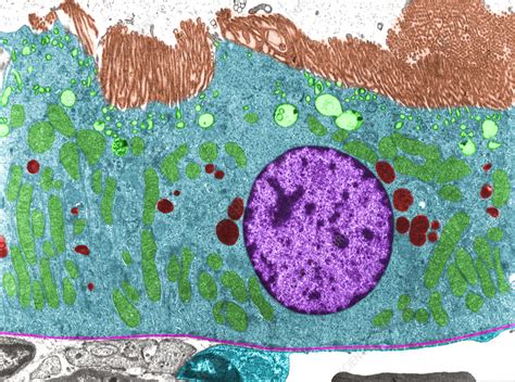 Kidney Proximal Convoluted Tubule TEM Stock Image C057 6539