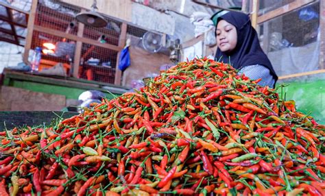 Musim Hujan Molor Bikin Harga Cabai Melangit