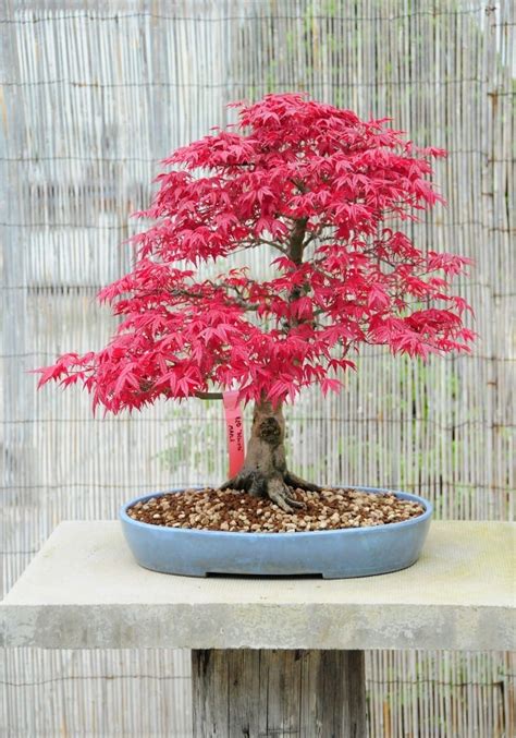 Types Of Bonsai Trees Bonsai Tree Gardener