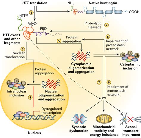 Huntington S Disease A Clinical Review Mccolgan European