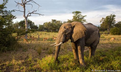 Animals Grazing - Burrard-Lucas Photography