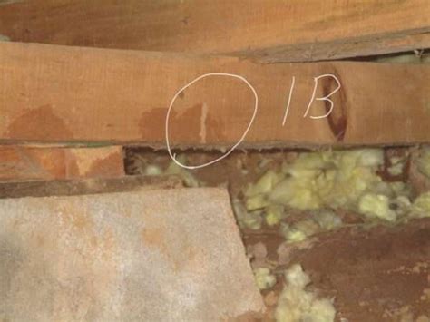 Subterranean Termites Using Mud Sheathing To Encase Lumber Foothill