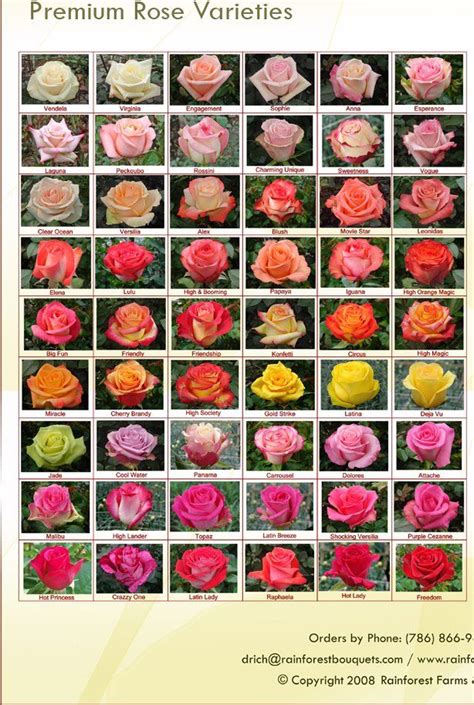 Rose Chart Rose Varieties Planting Flowers Beautiful Flowers