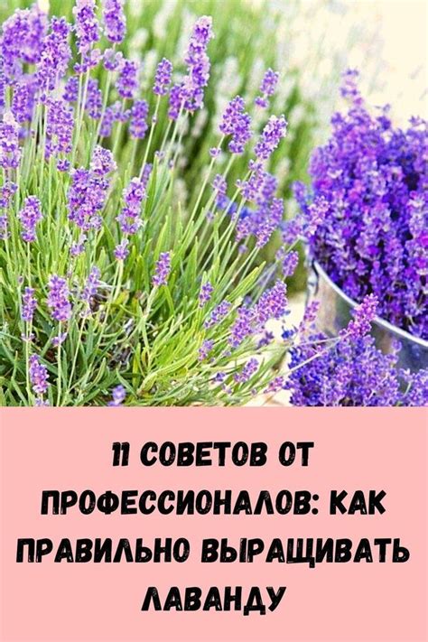 11 советов от профессионалов: как правильно выращивать лаванду ...