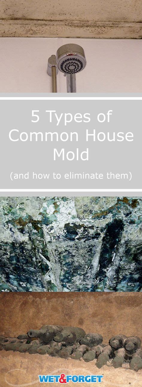 Understanding Different Types Of Mold Found In Your Home