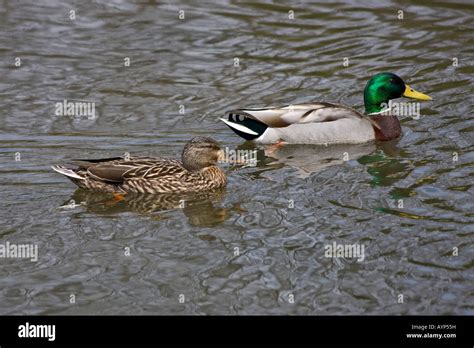 Dabbling Ducks Park Spring Hi Res Stock Photo Alamy