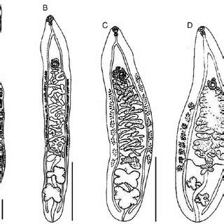 Opisthorchis Sinensis