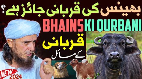 Bhains Ki Qurbani Karna Kaisa Hai Qurbani Jaiz Hai Ya Nahi Mufti