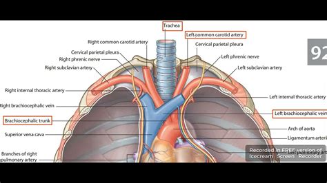 Tracheal relations 1 - YouTube