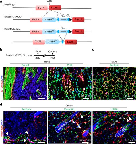 Tracing With Knock In Prrx1 Creert2tdtomato Reveals That Prrx1⁺ Cells Download Scientific