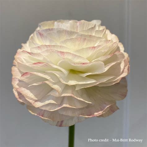 Ranunculus Elegance Bianco Sfumato — Italian Ranunculus Uk