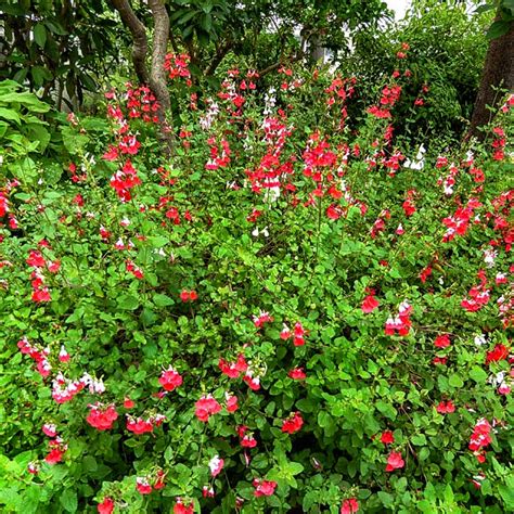 Сальвия Хот Липс Salvia Hot Lips рассада купить рассада цветов с