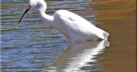 Snowy Egret Summerville Sc Usa Album On Imgur