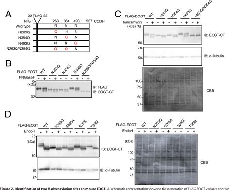 Figure 1 From N Glycans On EGF Domain Specific O GlcNAc Transferase