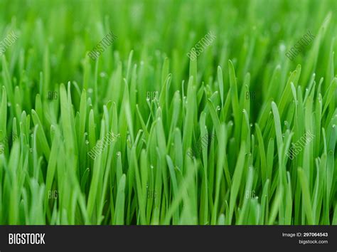 Close Wheatgrass Image And Photo Free Trial Bigstock