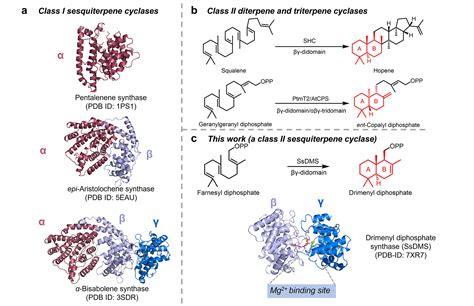 董廖斌教授团队在journal Of The American Chemical Society发文揭示首个ii型倍半萜环化酶及其作用机制