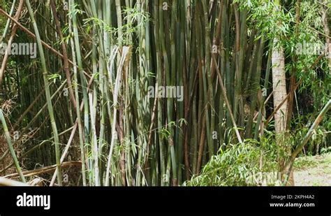 Wide Angle Footage Of Bamboo Plants With Dense Foliage Stock Video