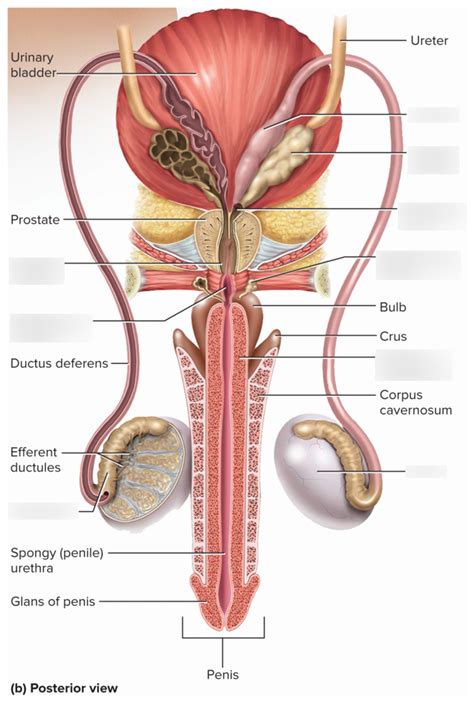 Diagram Male Reproductive System Posterior View Diagram Quizlet