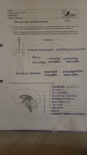 Anatomie Flashcards Quizlet