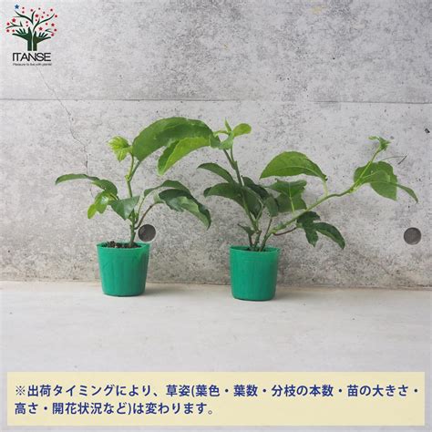 パッションフルーツ サマークイーン【果樹の苗 9cmポット／1個売り】｜ 【植物のitanse】全品送料無料・即出荷