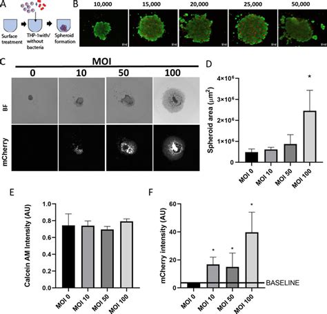 Formation Of 3d Spheroids And Modeling Mycobacterial Infection A Download Scientific Diagram