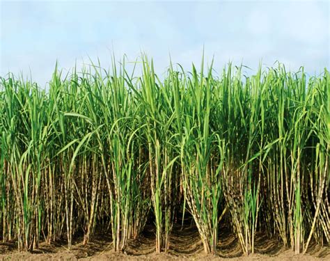 Sugar Cane Worlds Biggest Source Of Sugar Information About Crops