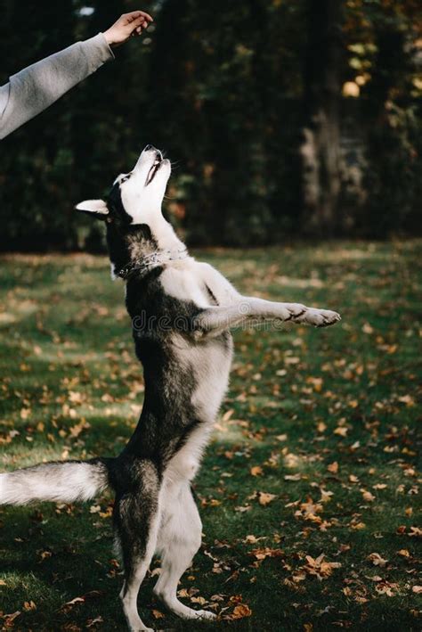 Il Cane Del Husky Salta Per Alimento Fotografia Stock Immagine Di