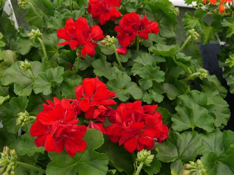 Pelargonium Obp Opplysningskontoret For Blomster Og Planter